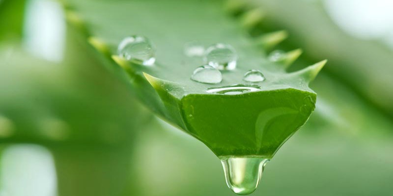 Chiết xuất Aloe vera